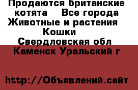 Продаются британские котята  - Все города Животные и растения » Кошки   . Свердловская обл.,Каменск-Уральский г.